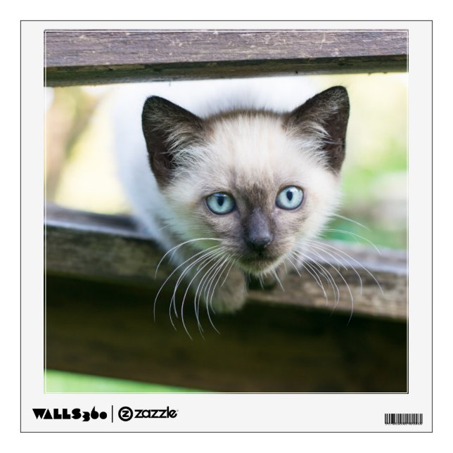 Cutest Baby Animals | Siamese Kitten Wall Decal (Front)