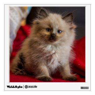 Cutest Baby Animals Siamese Kitten Wall Decal