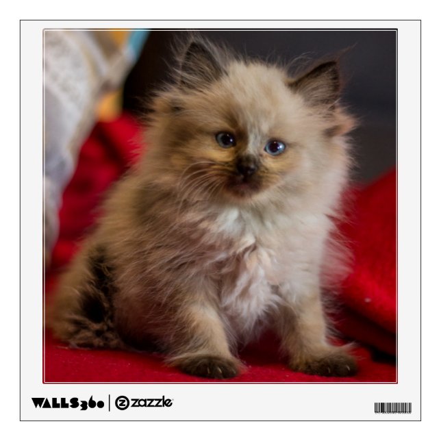 Cutest Baby Animals | Siamese Kitten Wall Decal (Front)