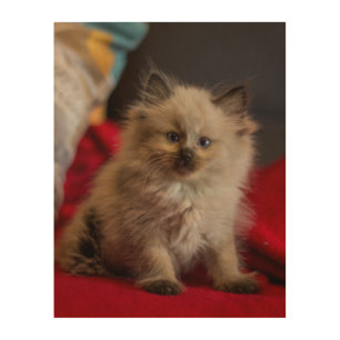 Cutest Baby Animals   Siamese Kitten Wood Wall Art