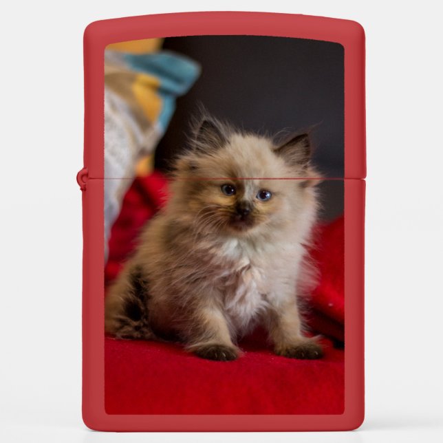 Cutest Baby Animals | Siamese Kitten Zippo Lighter (Front)