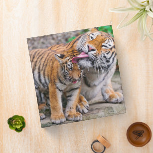 Cutest Baby Animals   Siberian Tiger Family 3 Ring Binder