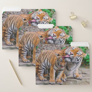 Cutest Baby Animals   Siberian Tiger Family File Folder