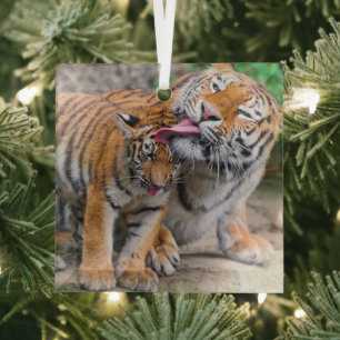 Cutest Baby Animals   Siberian Tiger Family Glass Ornament