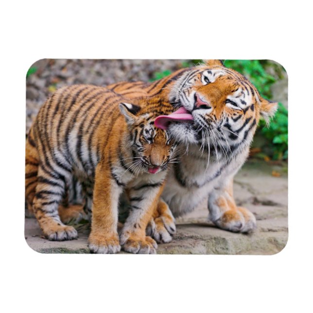 Cutest Baby Animals | Siberian Tiger Family Magnet (Horizontal)