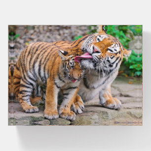 Cutest Baby Animals Siberian Tiger Family Paperweight