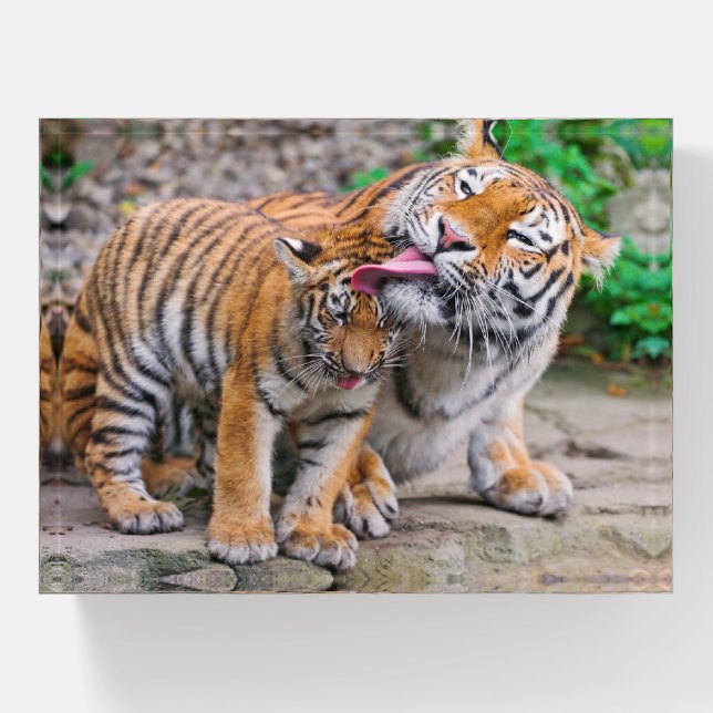 Cutest Baby Animals | Siberian Tiger Family Paperweight (Front)