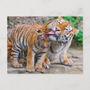 Cutest Baby Animals   Siberian Tiger Family Postcard