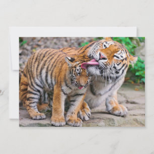 Cutest Baby Animals Siberian Tiger Family Thank You Card