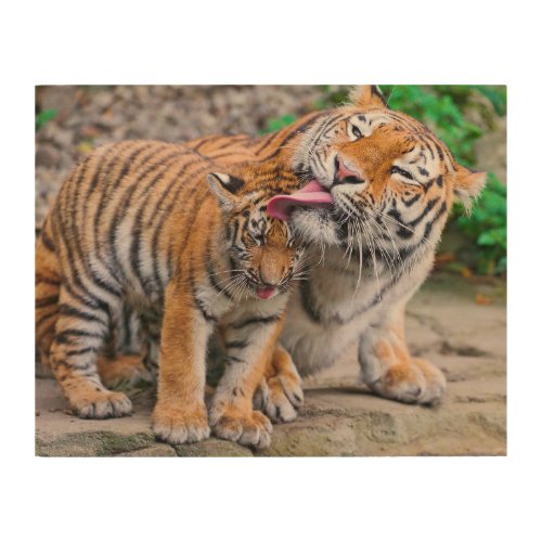 Cutest Baby Animals  Siberian Tiger Family Wood Wall Art