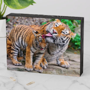 Cutest Baby Animals Siberian Tiger Family Wooden Box Sign
