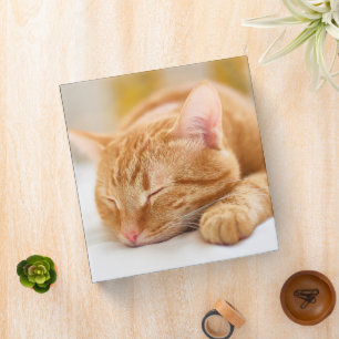 Cutest Baby Animals   Sleeping Ginger Cat 3 Ring Binder