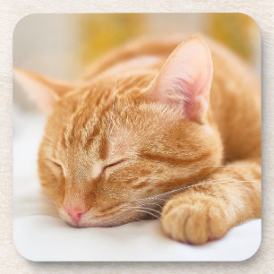 Cutest Baby Animals Sleeping Ginger Cat Beverage Coaster