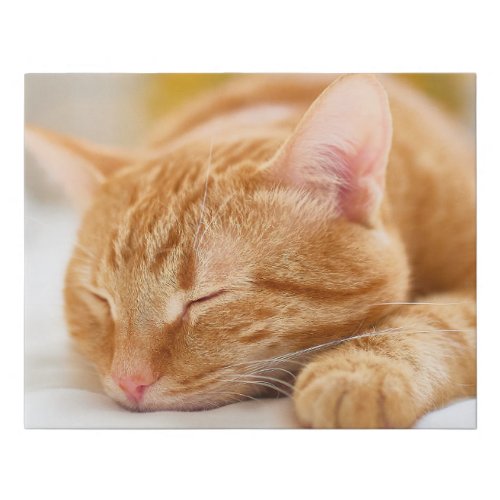 Cutest Baby Animals  Sleeping Ginger Cat Faux Canvas Print