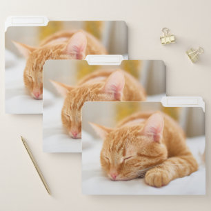 Cutest Baby Animals Sleeping Ginger Cat File Folder