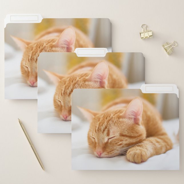 Cutest Baby Animals | Sleeping Ginger Cat File Folder (Set)