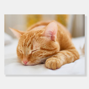 Cutest Baby Animals   Sleeping Ginger Cat Foam Board