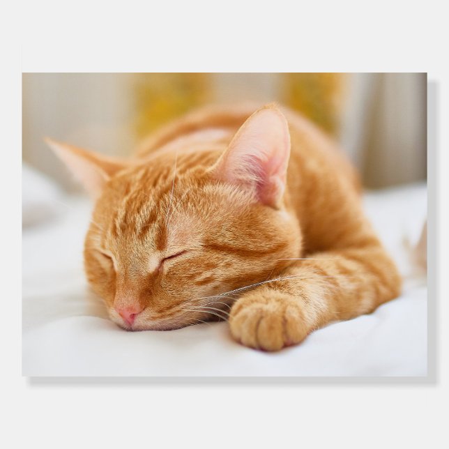Cutest Baby Animals | Sleeping Ginger Cat Foam Board (Front)