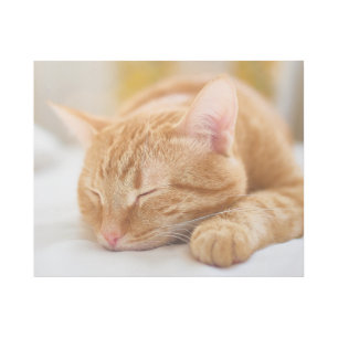Cutest Baby Animals Sleeping Ginger Cat Gallery Wrap