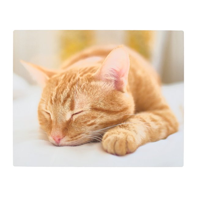 Cutest Baby Animals | Sleeping Ginger Cat Metal Print (Front)