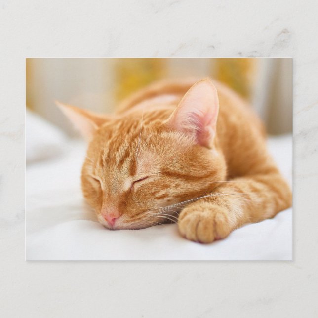 Cutest Baby Animals | Sleeping Ginger Cat Postcard (Front)