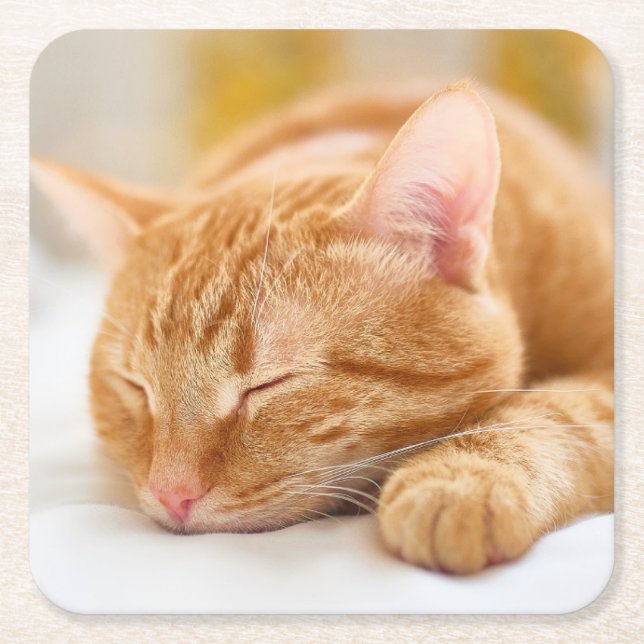 Cutest Baby Animals | Sleeping Ginger Cat Square Paper Coaster (Front)