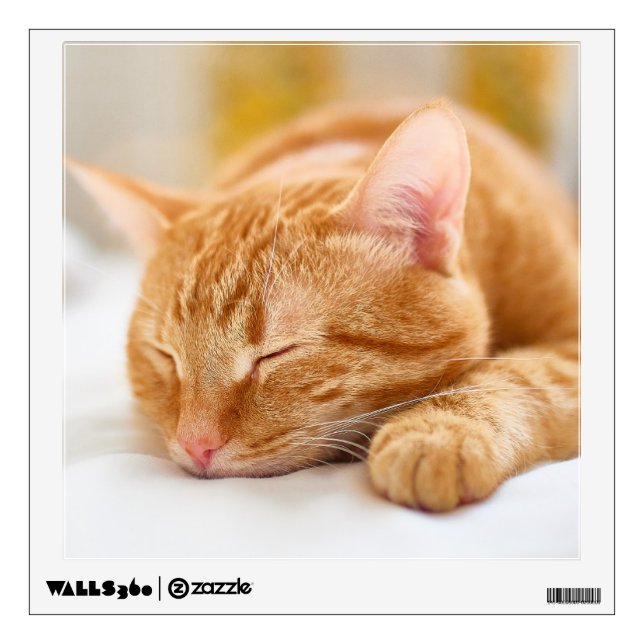 Cutest Baby Animals | Sleeping Ginger Cat Wall Decal (Front)