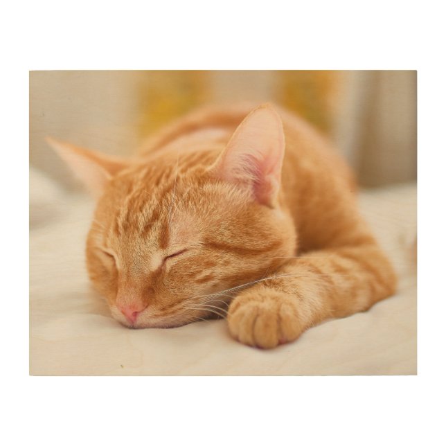Cutest Baby Animals | Sleeping Ginger Cat Wood Wall Art (Front)