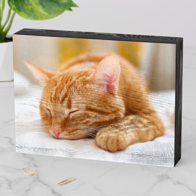 Cutest Baby Animals | Sleeping Ginger Cat Wooden Box Sign (In Situ Horizontal)
