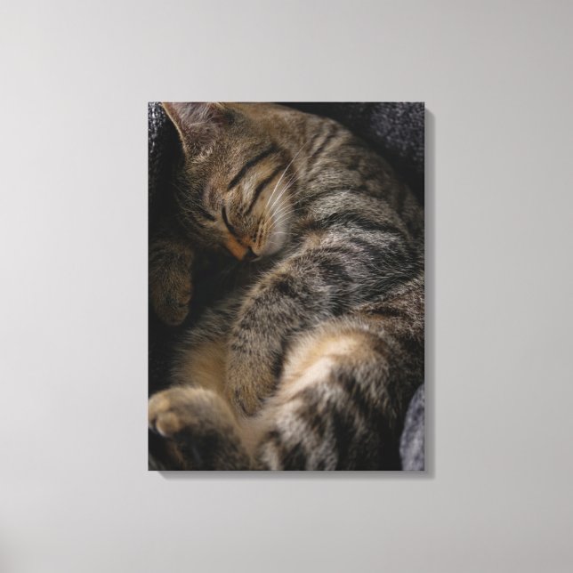 Cutest Baby Animals | Sleeping Tabby Cat Canvas Print (Front)