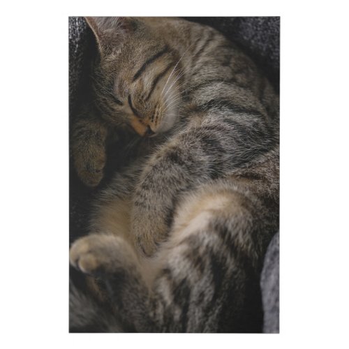 Cutest Baby Animals  Sleeping Tabby Cat Faux Canvas Print