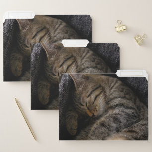 Cutest Baby Animals   Sleeping Tabby Cat File Folder