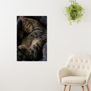 Cutest Baby Animals Sleeping Tabby Cat Foam Board