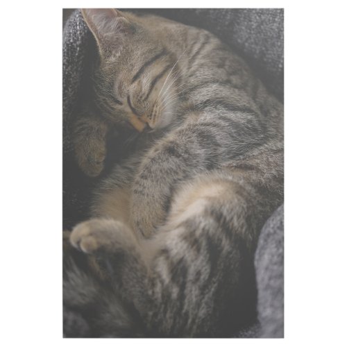 Cutest Baby Animals  Sleeping Tabby Cat Gallery Wrap