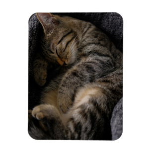 Cutest Baby Animals Sleeping Tabby Cat Magnet