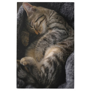 Cutest Baby Animals Sleeping Tabby Cat Metal Print