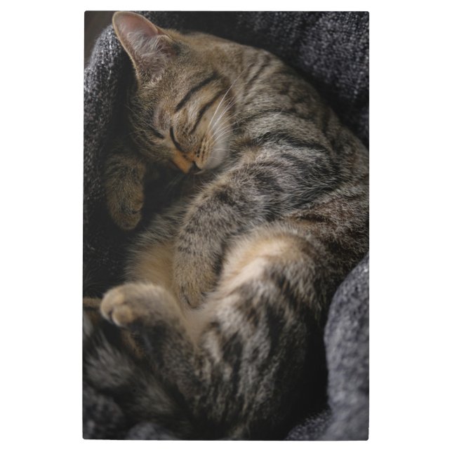Cutest Baby Animals | Sleeping Tabby Cat Metal Print (Front)