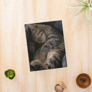 Cutest Baby Animals   Sleeping Tabby Cat Mini Binder