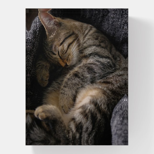 Cutest Baby Animals | Sleeping Tabby Cat Paperweight (Vertical)