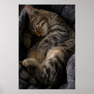 Cutest Baby Animals Sleeping Tabby Cat Poster
