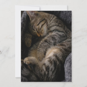 Cutest Baby Animals Sleeping Tabby Cat Thank You Card
