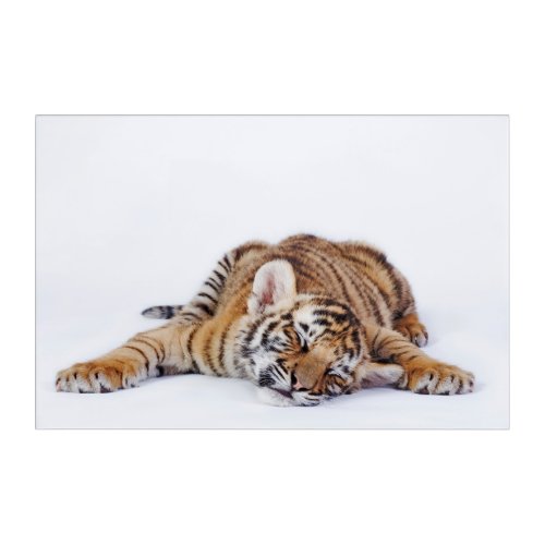 Cutest Baby Animals  Sleepy Baby Tiger Cub Acrylic Print