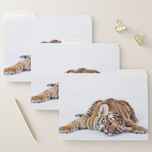 Cutest Baby Animals  Sleepy Baby Tiger Cub File Folder