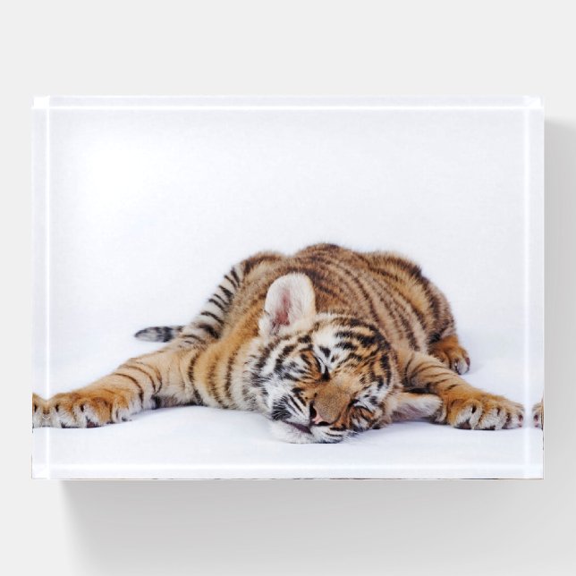 Cutest Baby Animals | Sleepy Baby Tiger Cub Paperweight (Front)