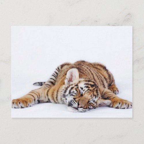 Cutest Baby Animals  Sleepy Baby Tiger Cub Postcard