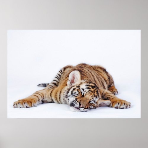 Cutest Baby Animals  Sleepy Baby Tiger Cub Poster