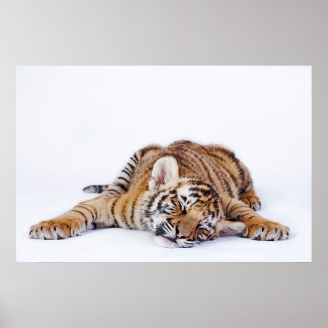 Cutest Baby Animals | Sleepy Baby Tiger Cub Poster (Front)