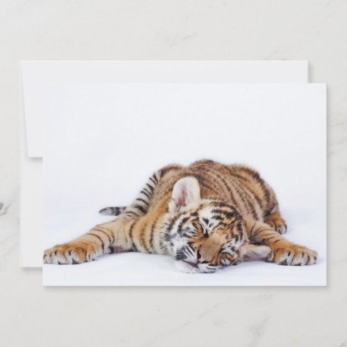 Cutest Baby Animals  Sleepy Baby Tiger Cub Thank You Card