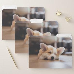 Cutest Baby Animals   Sleepy Corgi File Folder
