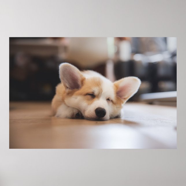 Cutest Baby Animals | Sleepy Corgi Poster (Front)